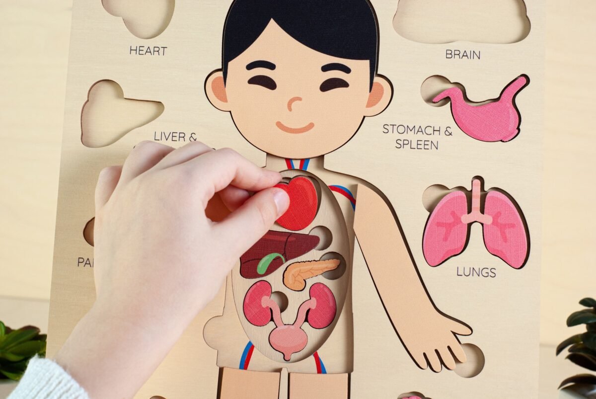 Montessori human body puzzle for kids