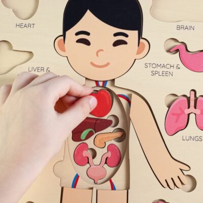 Montessori human body puzzle for kids