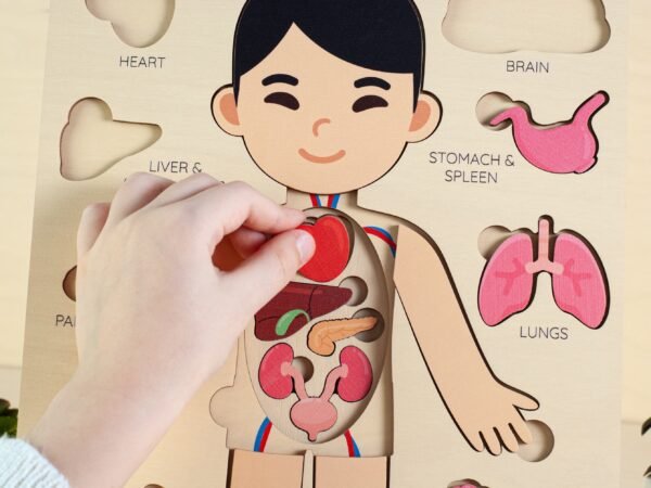 Montessori human body puzzle for kids